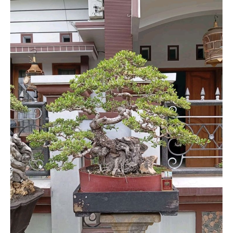 Tanaman hias bonsai santigi karang on the rock