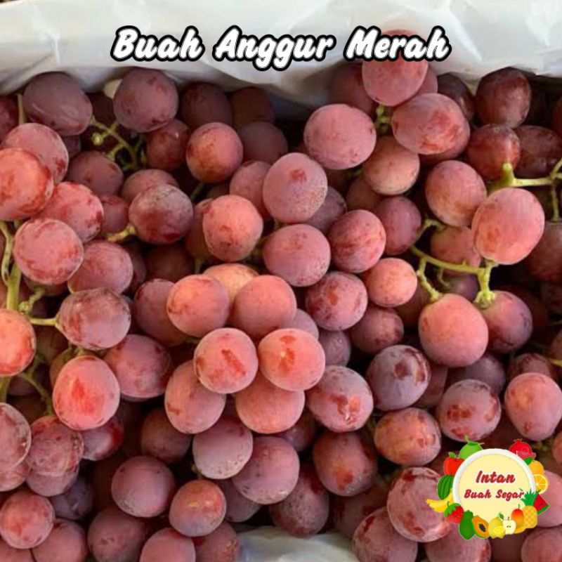 

Buah anggur Australia pack 500 Gram fresh Manis / anggur kemasan mika