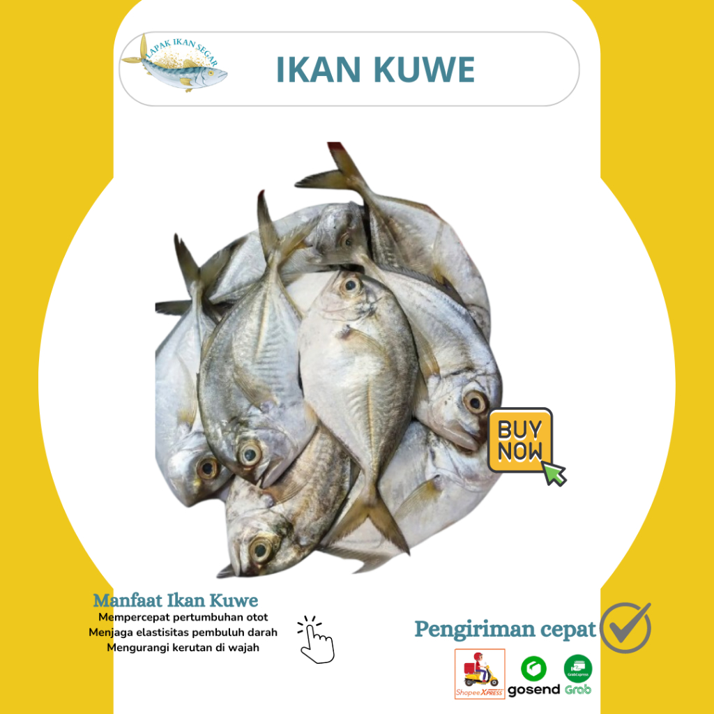 

Jual Ikan Kuwe Segar Pengiriman Cepat 1Kg