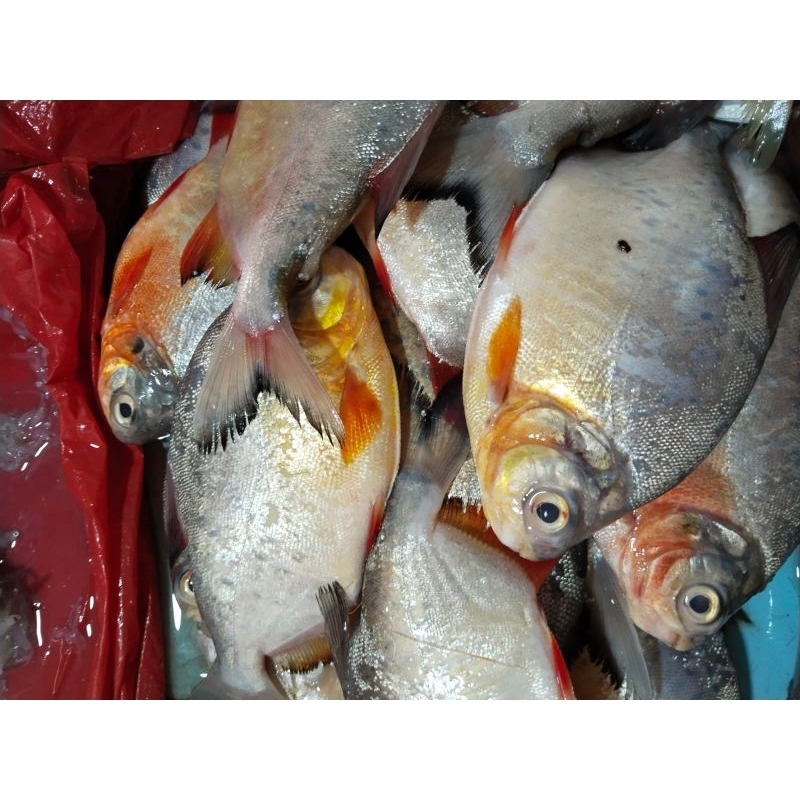 

Ikan Tawar Bawal
