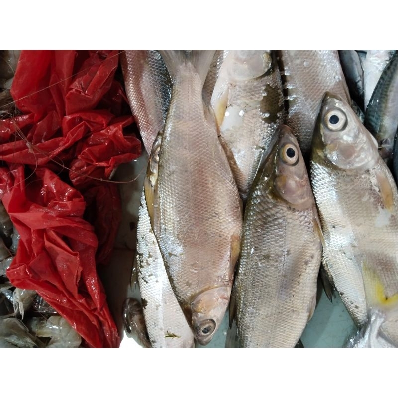 

Ikan Tawar Bandeng