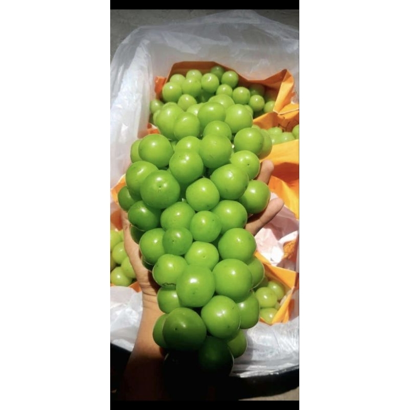 

anggur muscat