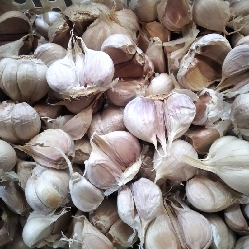 

Bawang Putih Kating Super Premium Segar Kiloan
