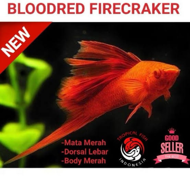 

Stiker Platy Bloodred Firecracker Sword Tail Blood Red Bukan Alat Gambar Sekolah