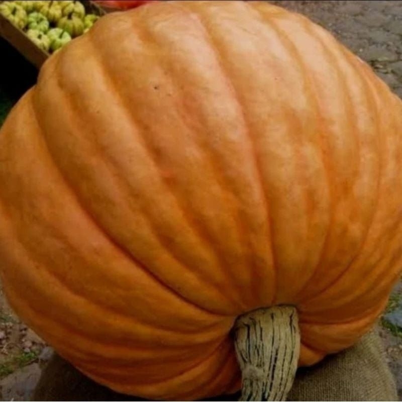 BENIH LABU KUNING SUPER BESAR 50BIJI