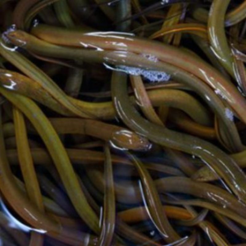 

1 kg Belut segar 1kg