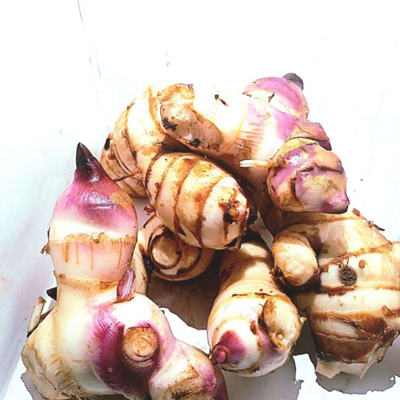 

jual umbi ganyong merah 2kg