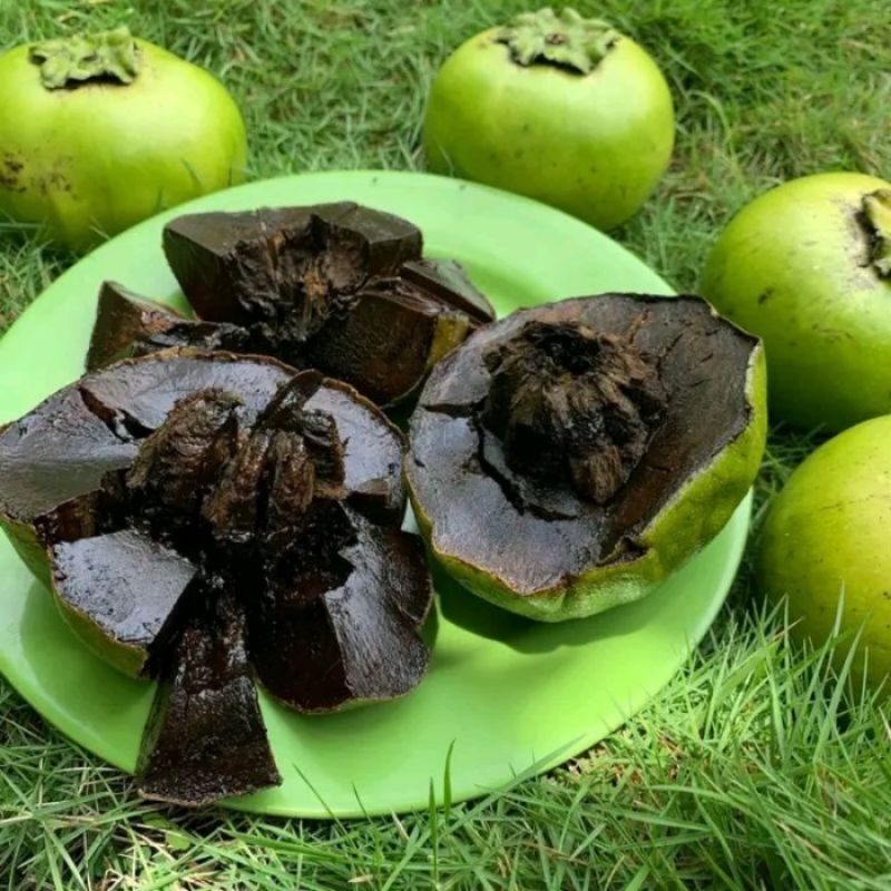 bibit buah black sapote