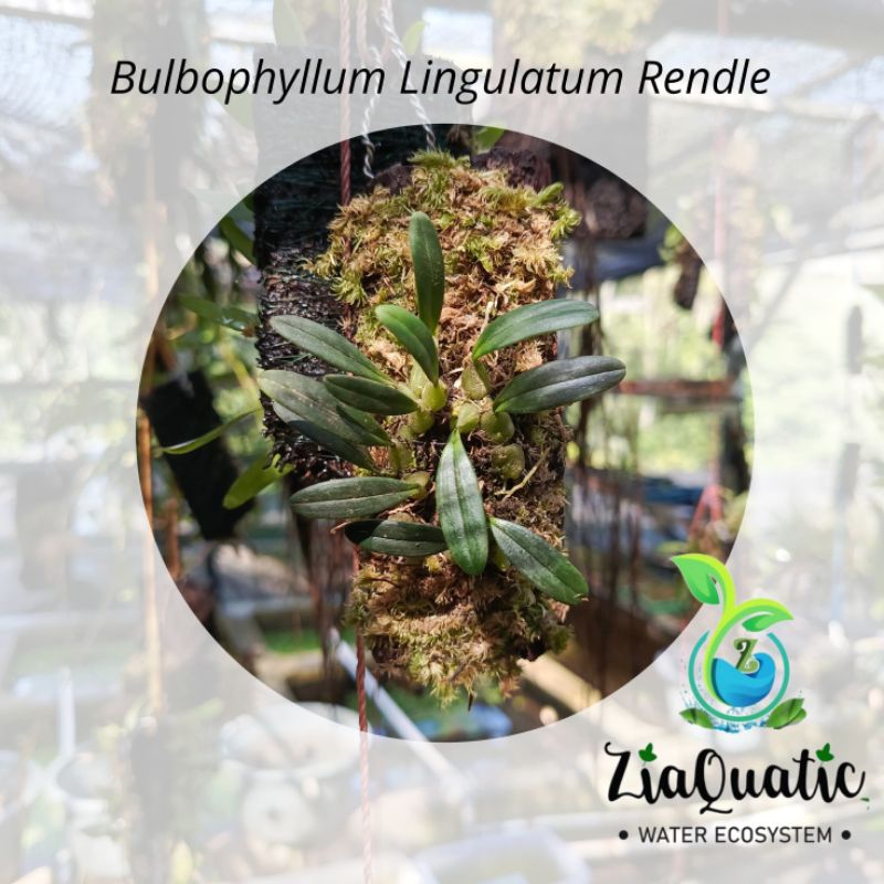 Anggrek Mini 'Bulbophyllum Lingulatum Rendle' - Tanaman Gantung/Paludarium/hiasan dingding anggrek