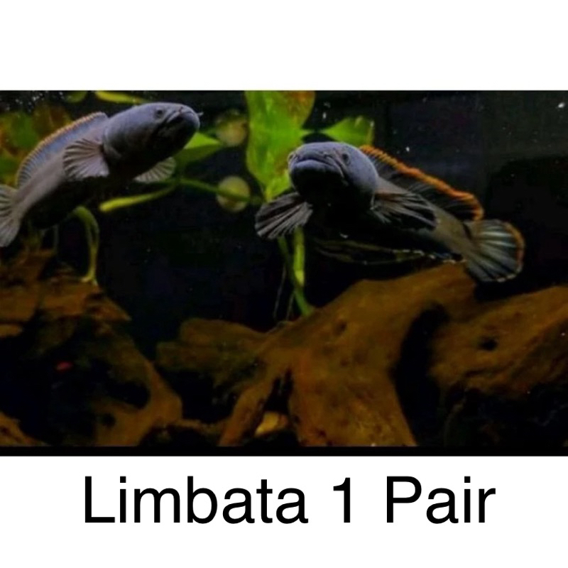 Limbata 1 pair proven gendong telur