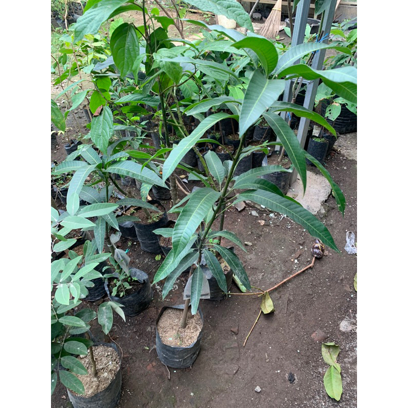 mangga harumanis okulasi
