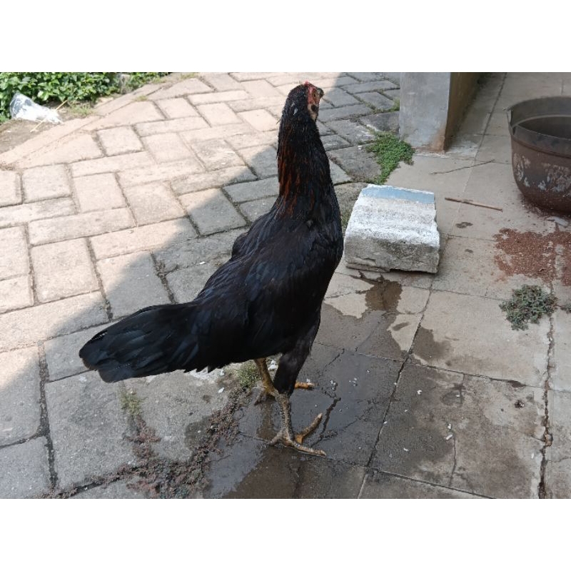 

Ayam kampung dewasa sdh