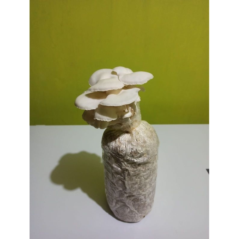 

baglog jamur tiram putih siap tumbuh