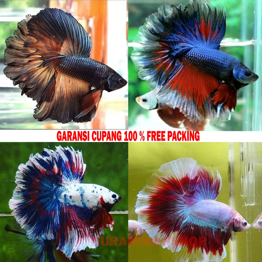 Ikan Cupang - Ikan Hias Cupang Halfmoon Cupang Nemo multicolor Cupang Serit Cupang Samurai Ikan Hias