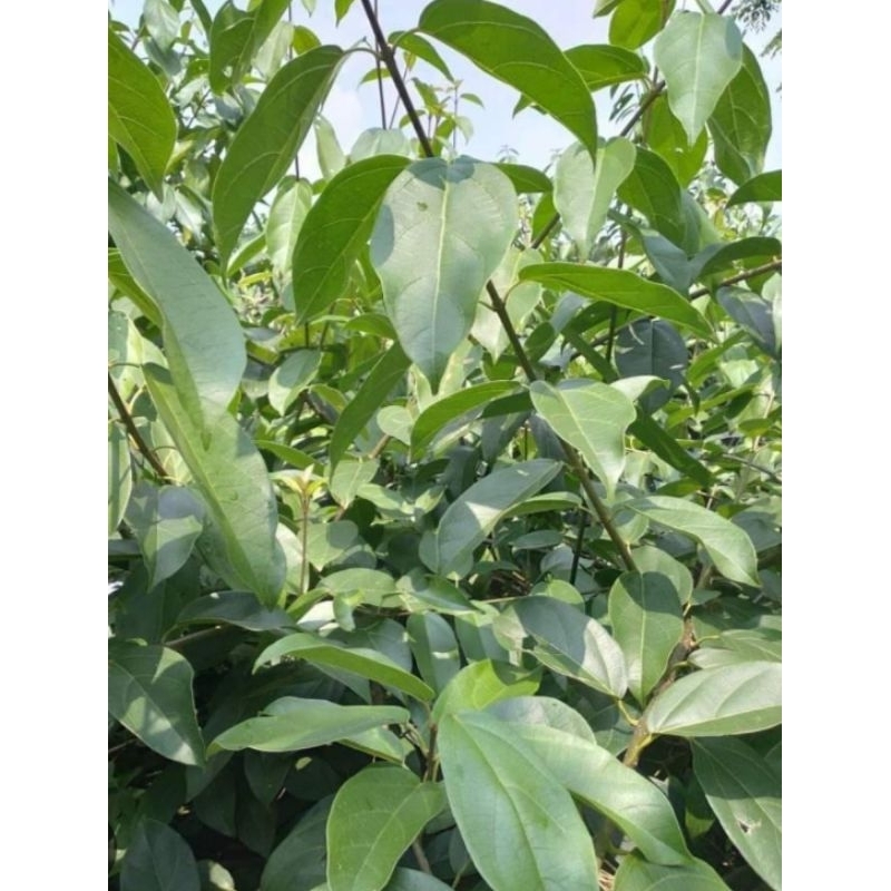 

Daun cincau perdu 2kg