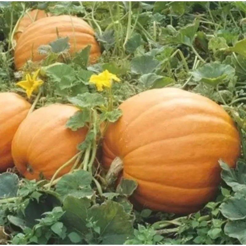 BENIH LABU SUPER BESAR LABU KUNING MADU 50 BIJI