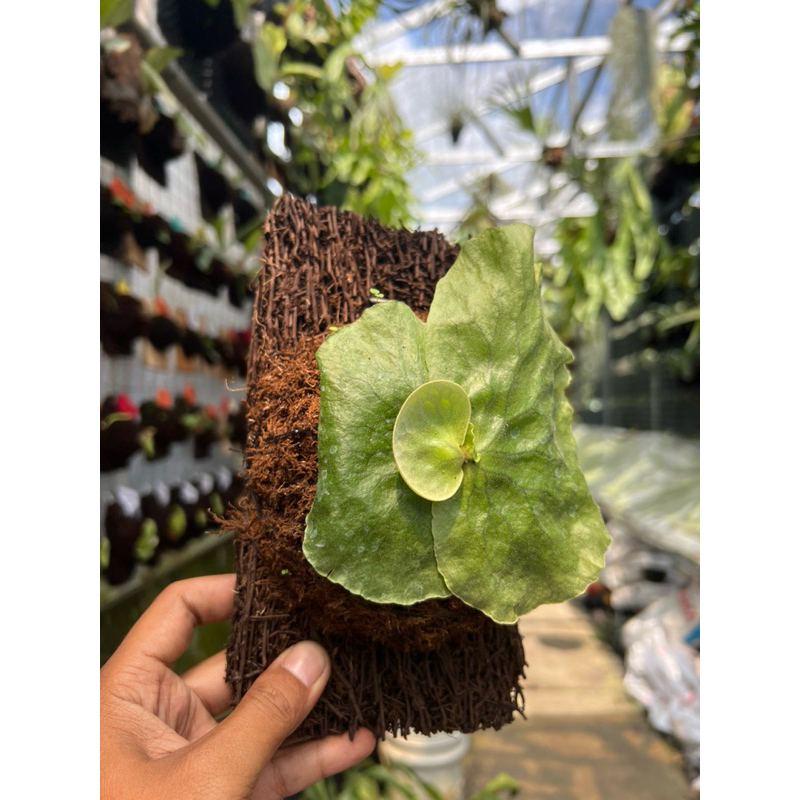 Anakan Platycerium Erawan Remaja Rawatan Murah 350K