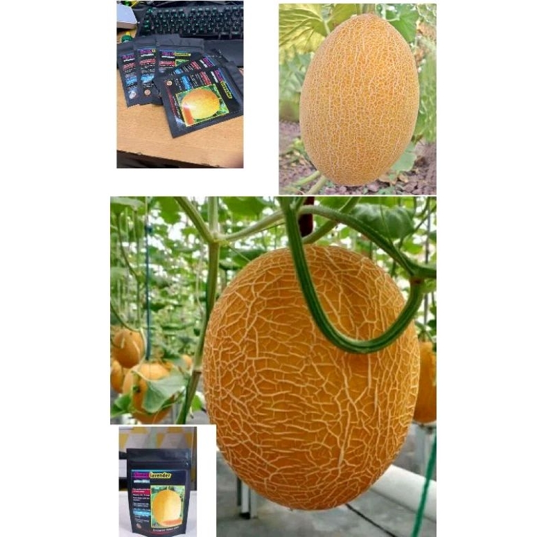 BENIH MELON YUBARI KING IMPOR 50 BIJI