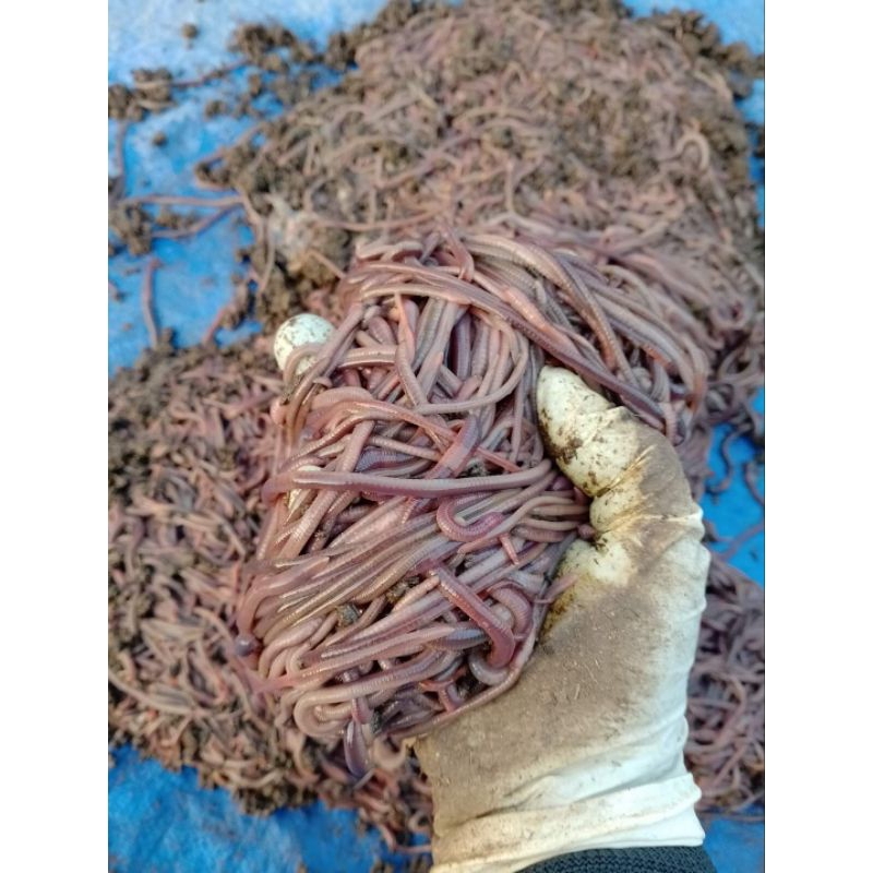 Cacing Super merah umpan mancing 1000 gram bersih