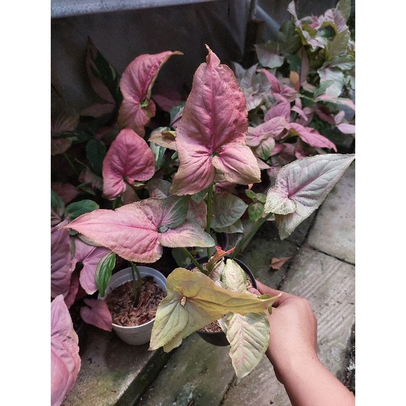 SYNGONIUM STRAWBERRY PINK