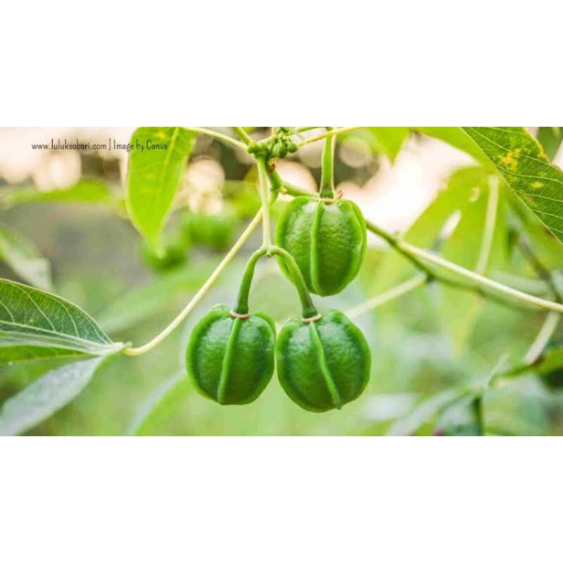 

Buah singkong 250 gr bagus buat kesehatan