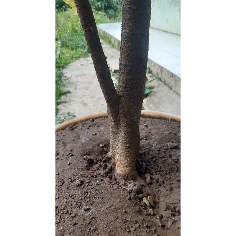 Kemiri Adu Muncang Adu Silangan Yanti Thanos Rajabatok dengan Jalim Gurame