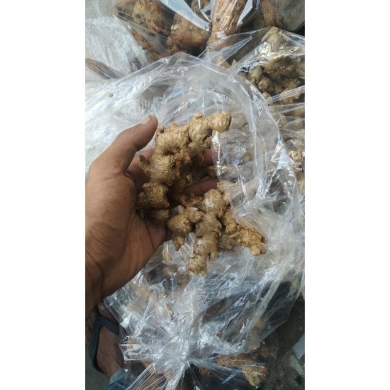 

Jahe Emprit 500gram Pedas Fress Langsung Dari Petani