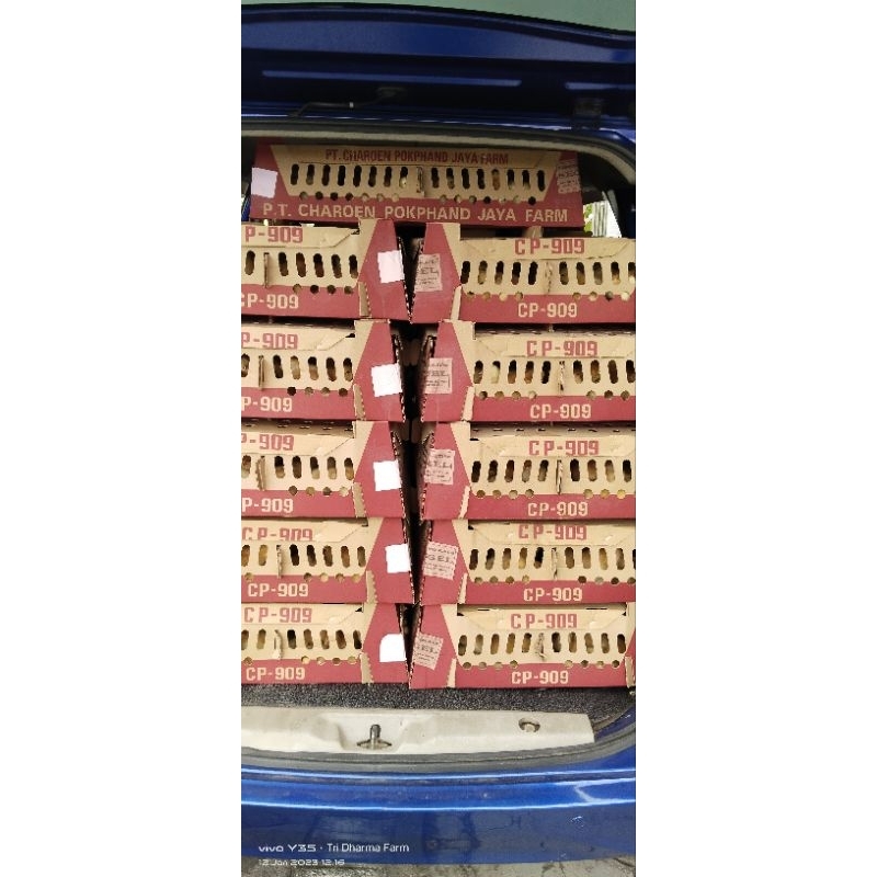 doc petelur super merk sudah vaksin dan potong paruh