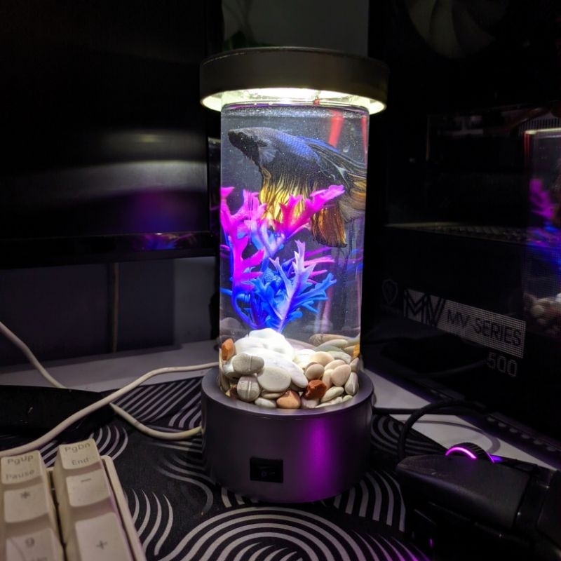 Bisa COD  Aquarium mini bahan Kaca - Aquarium ikan cupang - Aquarium ikan hias