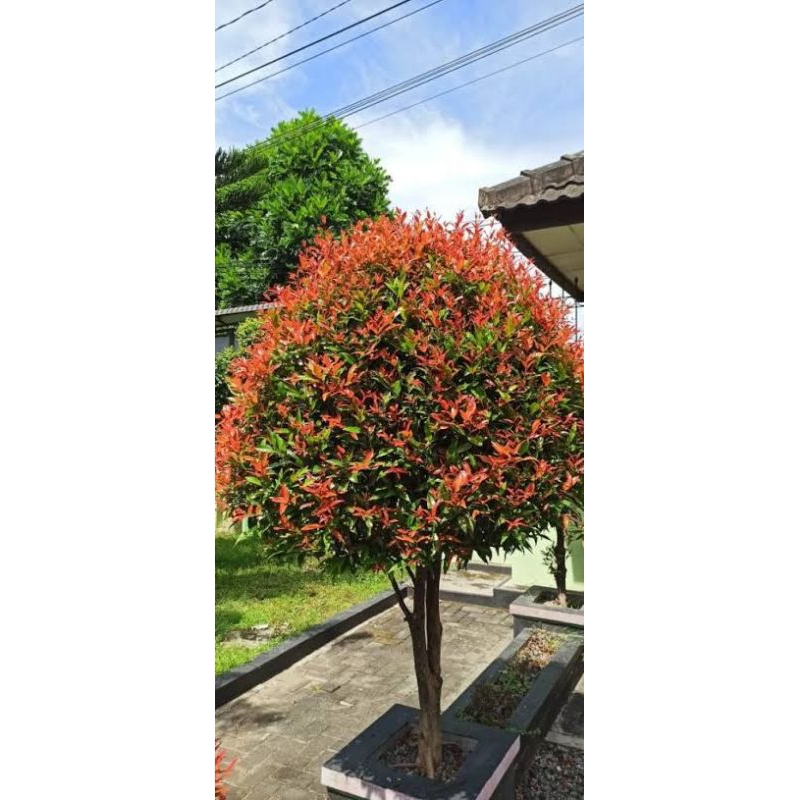 bunga pucuk merah