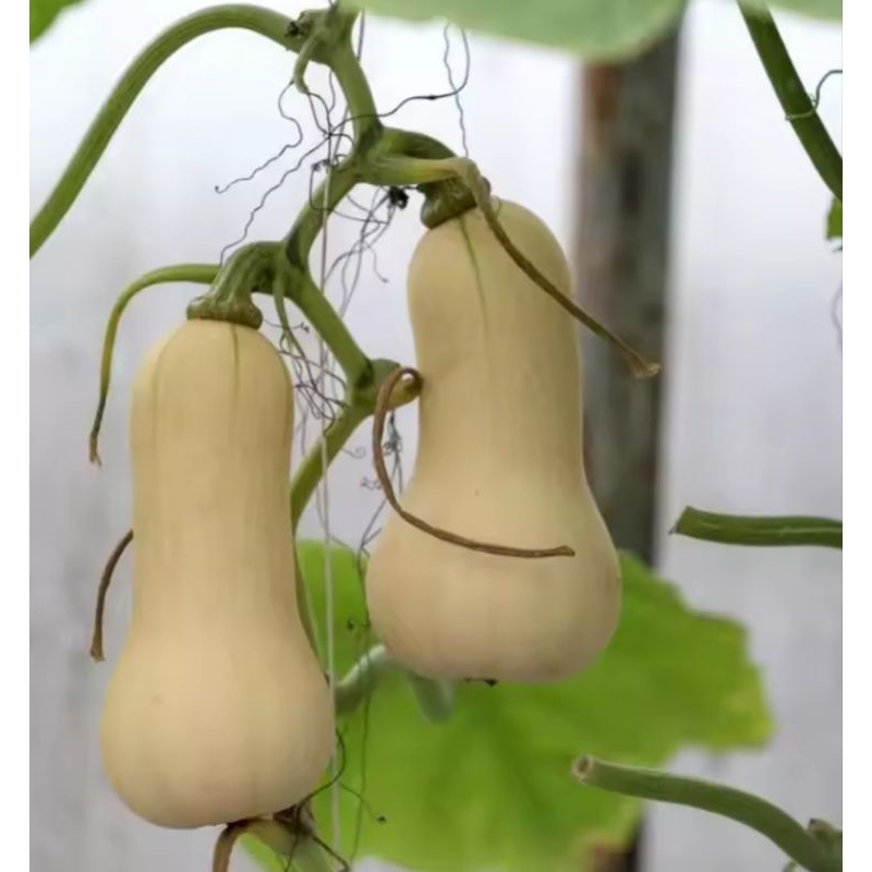 1 Butir - BENIH WALUH LABU MADU LABUMADU ( Kemasan Repack  )