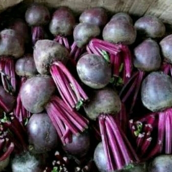 

Buah bit fresh super 1kg