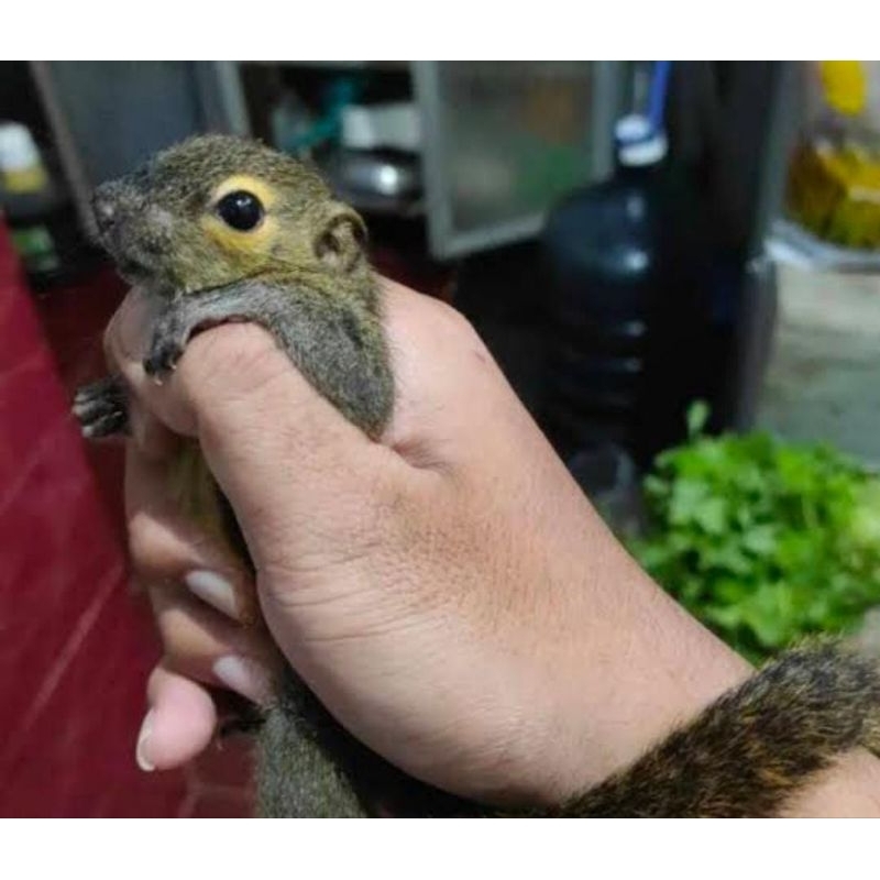 Tupai Anakan Dan Dewasa Mainan Anak Lucu Tupai Gendu Kelapa Asli Jinak Murah