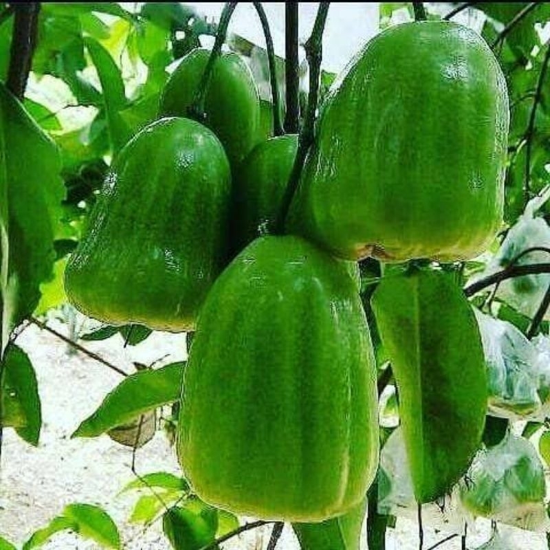 

JAMBU AIR SUPER BERBUNGA