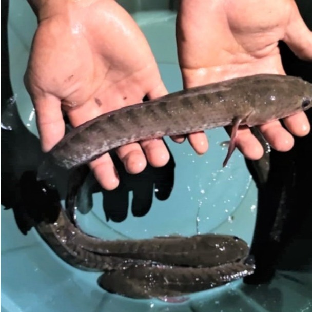

Ikan Gabus Liar Fillet Kepala Tulang Kaya Gizi Untuk MPASI Bayi Balita Hingga Lansia