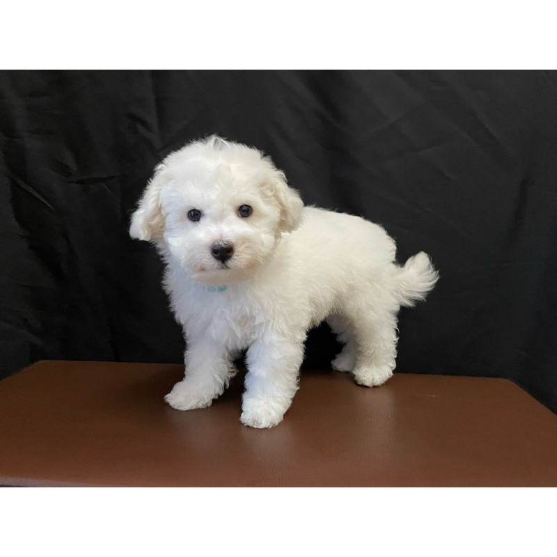 Korean mini bichon frise