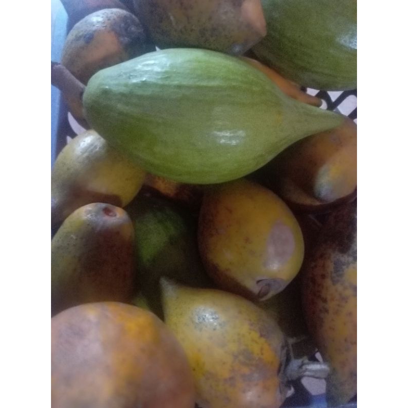 

buah campolay keju legit 500grm