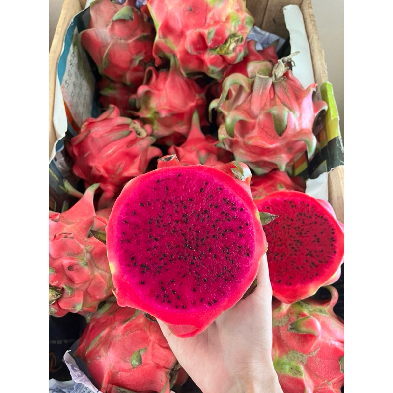 

Buah Naga Merah Manis Fresh Jumbo Premium