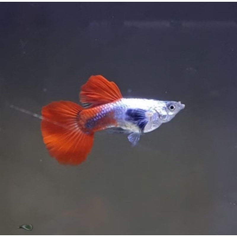 Guppy prtde 2 pasang grosir/guppy prtde (platinum red dumbo tail era)