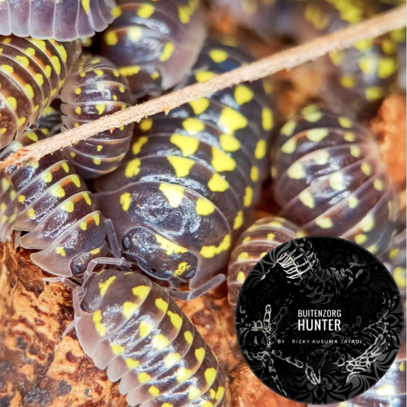 Armadillidium Gestroi Isopod