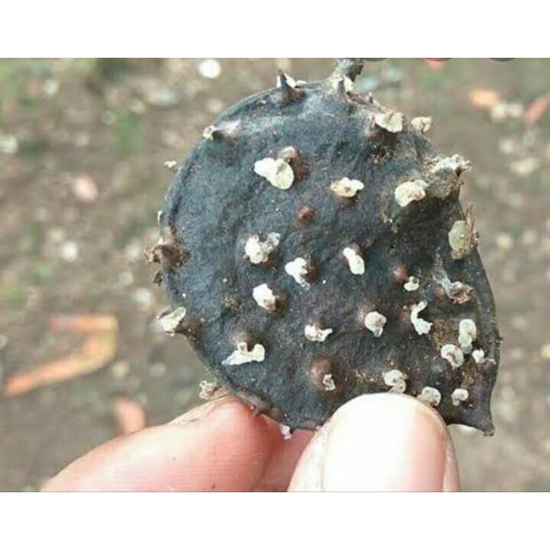 

Herbal Buah Seprantu / Saparantu Asli