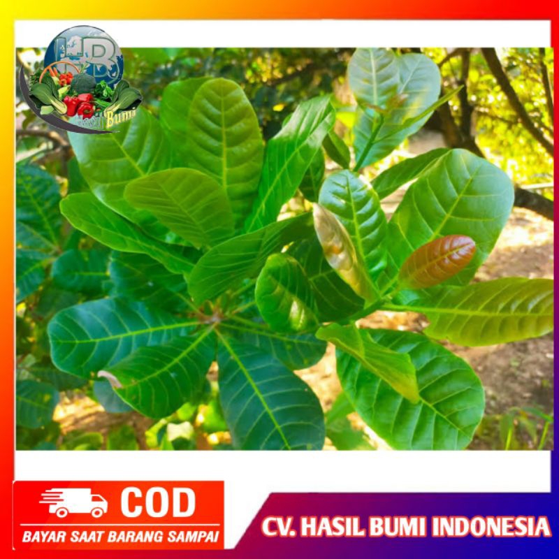 

Daun jambu mede tua daun jambu monyet 100gram segar