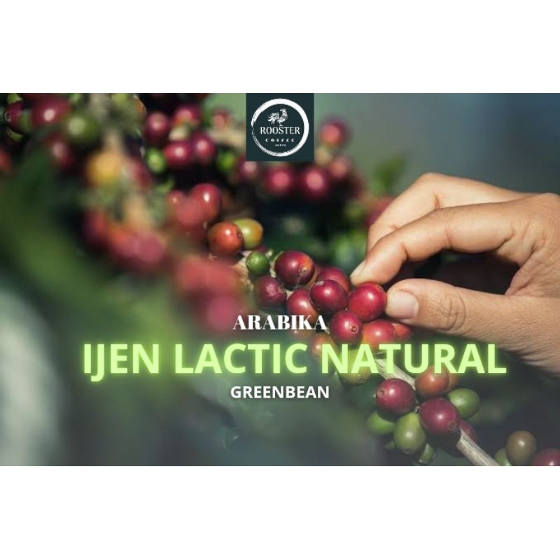 

GREEN BEAN IJEN LACTIC NATURAL