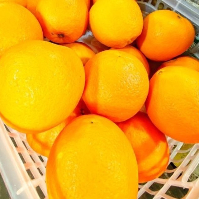 

Buah jeruk sunkist navel premium quality /kg