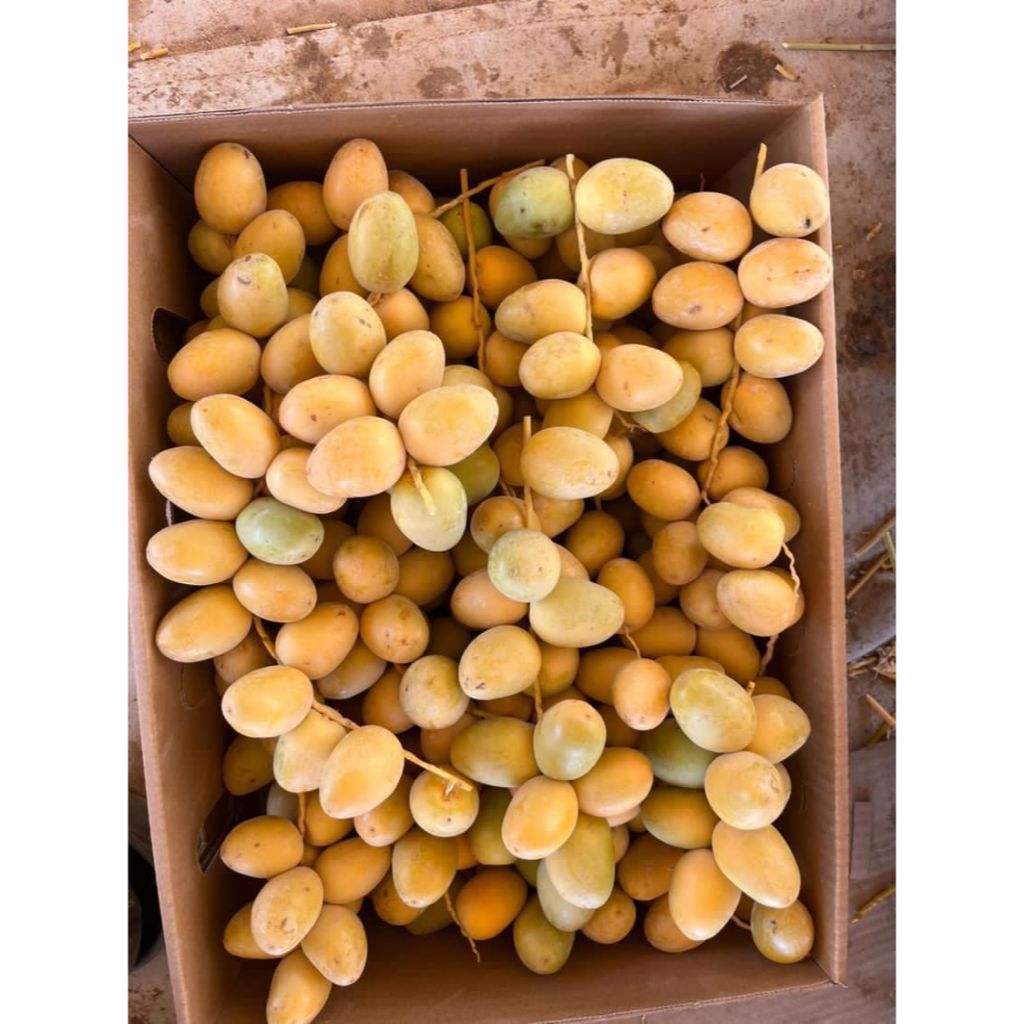 

Kurma Muda 5 Kg Barhee Fresh No Frozen Promil