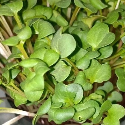 

Organic Red Radish