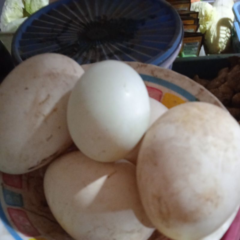 

telur soang/telur angsa fresh untuk konsumsi 1 butir