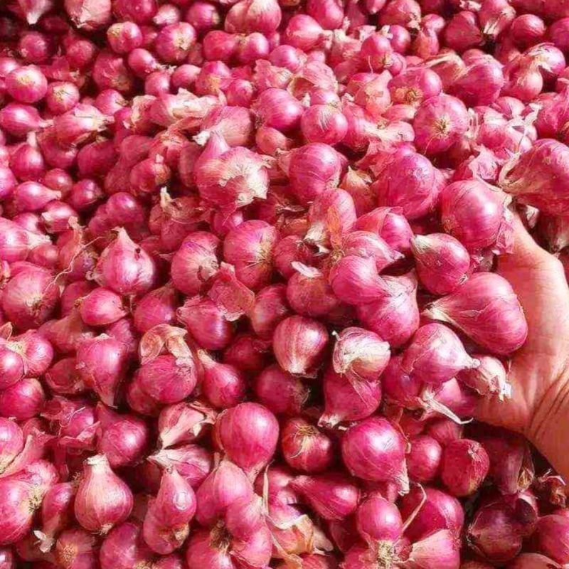 

Bawang Merah Brebes SEDANG 1 Kilogram