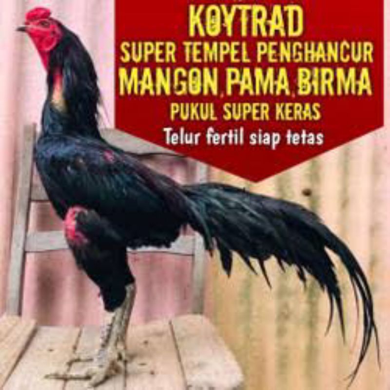 PROMO PAKET 6 TELUR AYAM  BANGKOK BLACK THAILAND PAKHOY(UNTUK DI TETASKAN)