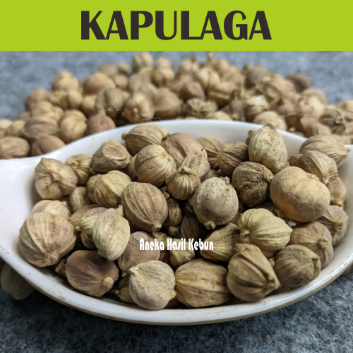 

100 Gr Kapulaga Kapulogo kapol kapologo Jawa Organik Kering Kualitas Terbaik Langsung Dari Petani